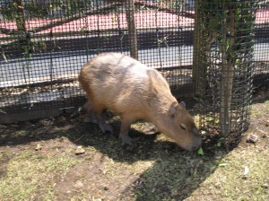 我が家の休日★