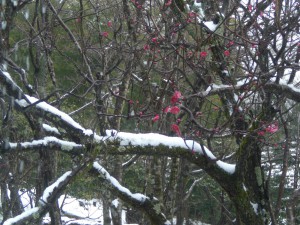 3月の雪