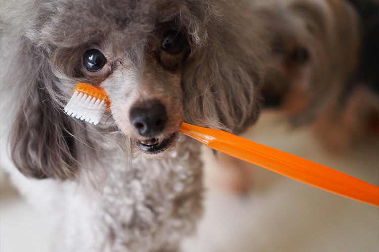 愛犬の歯みがき法