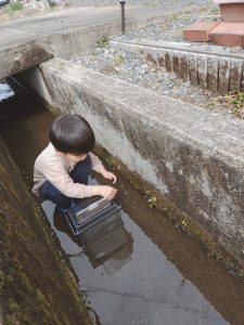 アメンボ