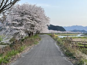 桜並木