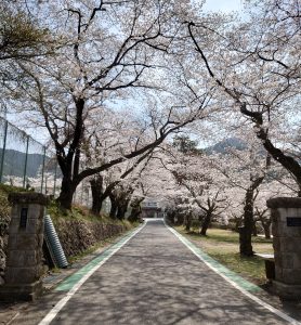 桜のトンネル🌸