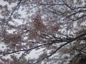 篠山の花見散歩