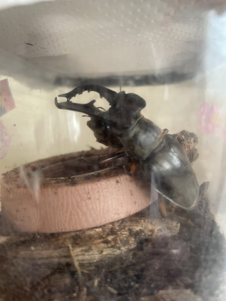 クワガタ